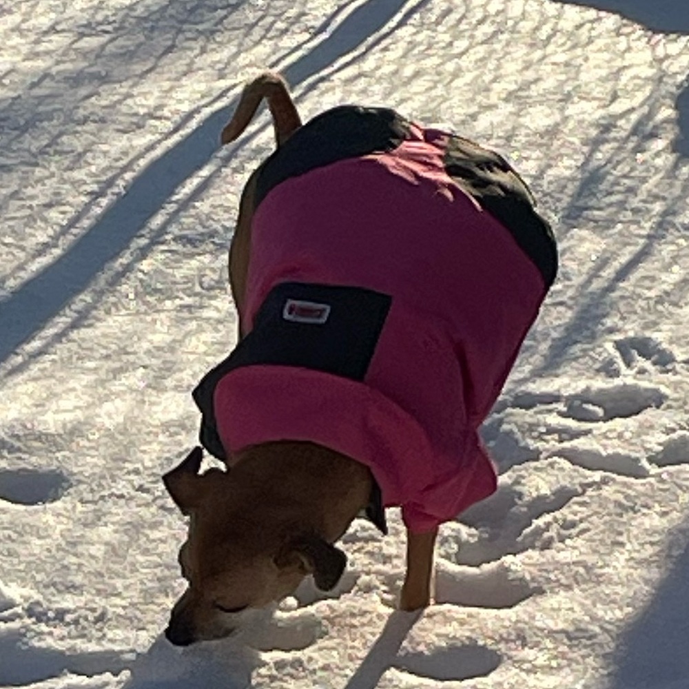 Pink and Black Dog Jacket